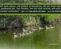 Einheit Bemüht euch darum, die Einheit... Epheser 4,3