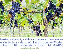 Weinstock Ich bin der Weinstock... Johannes 15,5