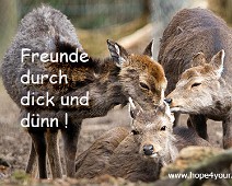 Freunde Freunde durch dick und dünn