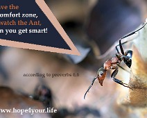 Ant Leave the comfortzone... Proverbs 6,6