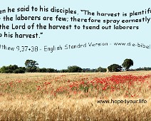 Harvest ...The harvest is plentiful... Matthew 9,37-38