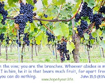 Vine I am the vine... John 15,5